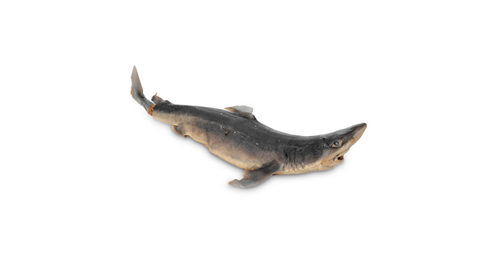 Акула | Shark – състав, калории, рецепти и приложение в диетите
